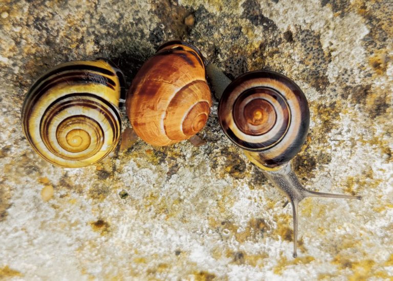 snails