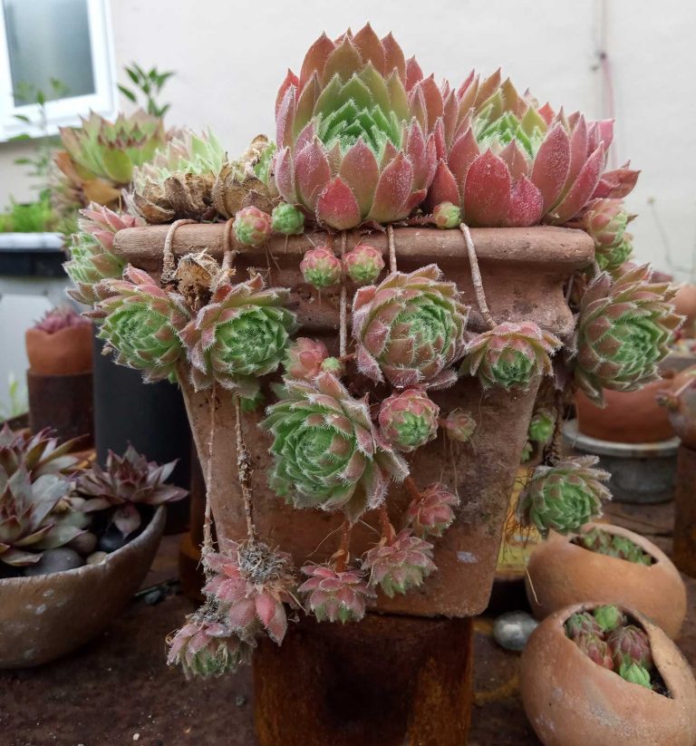 sempervivums