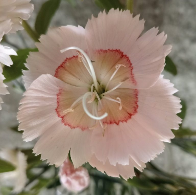 carnation