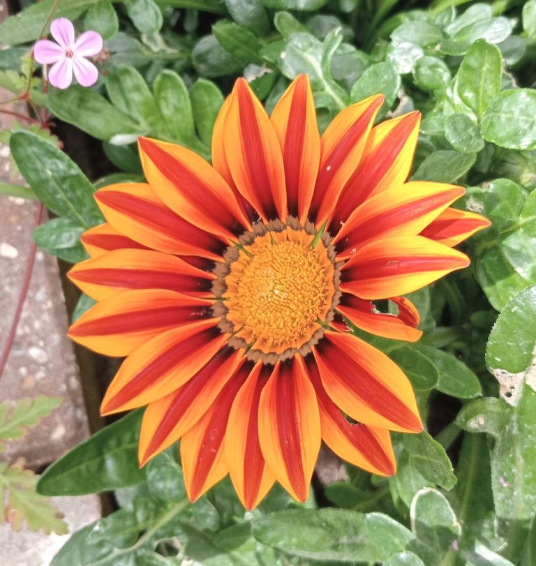 gazania