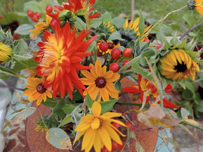 Sunflowers, Rudbeckia, Jerusalum artichoke and Dahlias