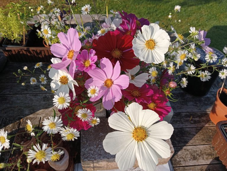 Cosmos and Michaelmas Daisies