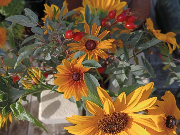 Sunflowers, Rudbekia and Rose Hips