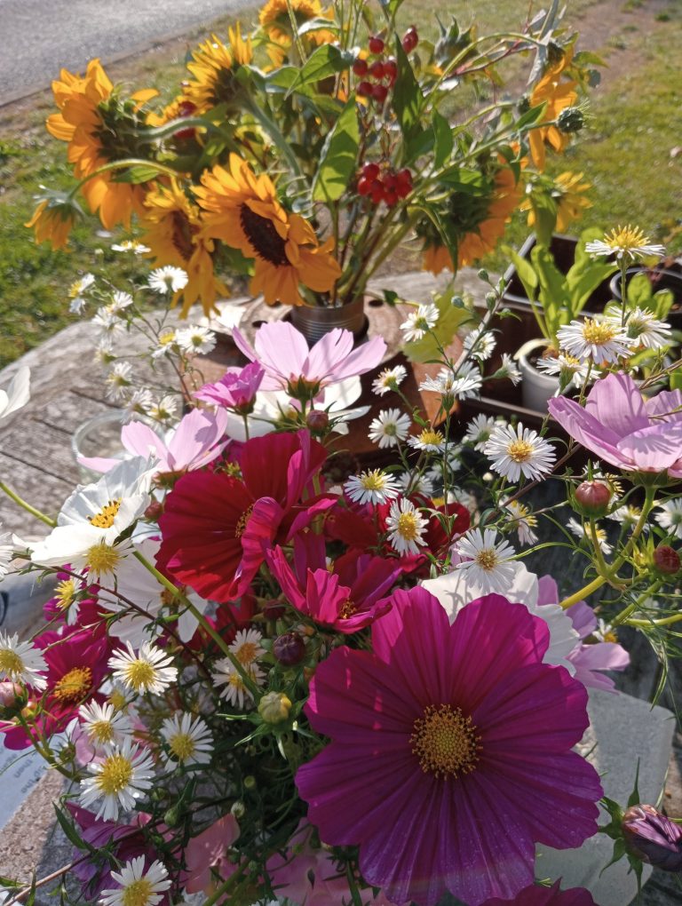 Cosmos and Michaelmas Daisies and Sunflowers